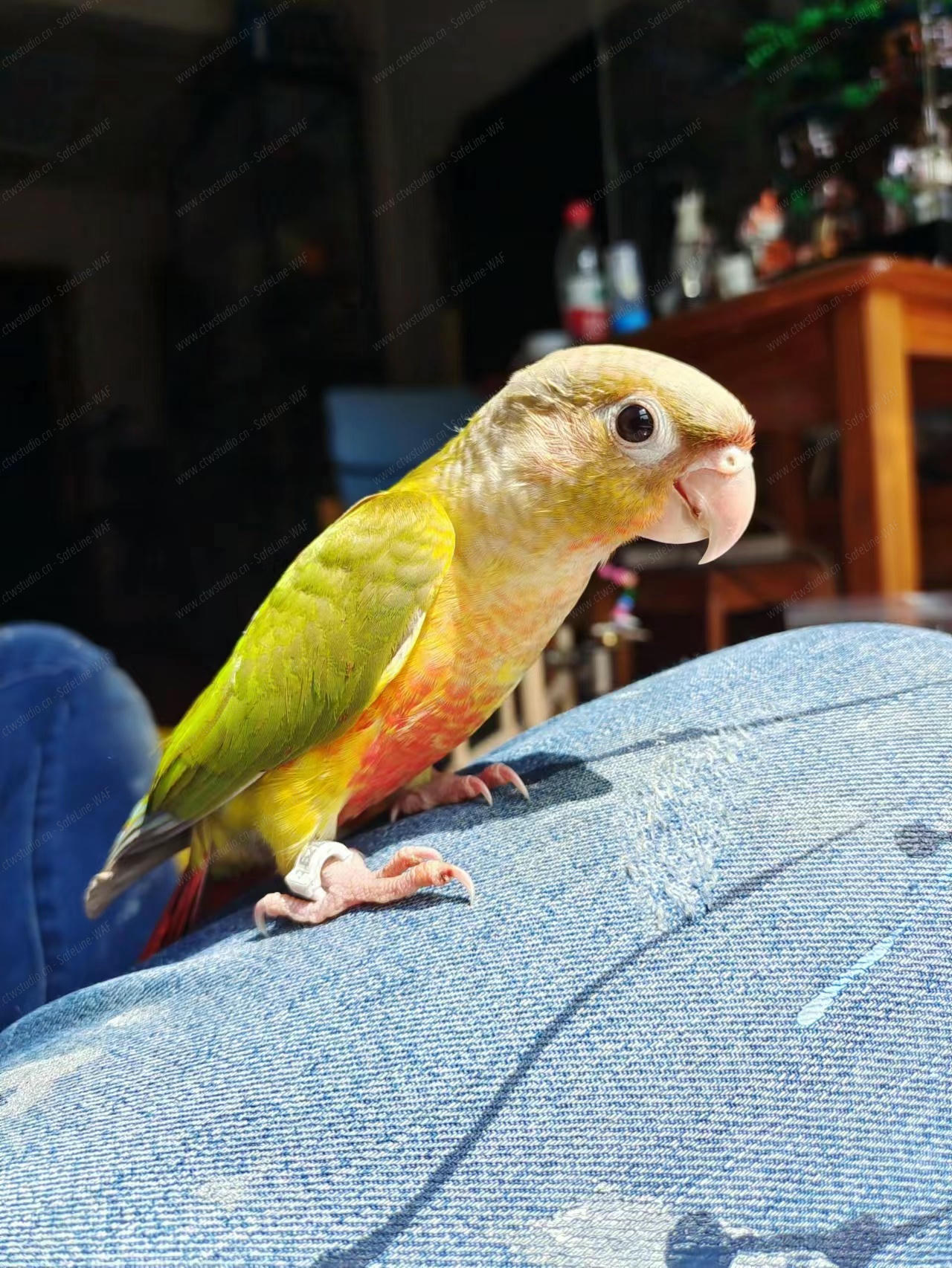 free_bird的博客